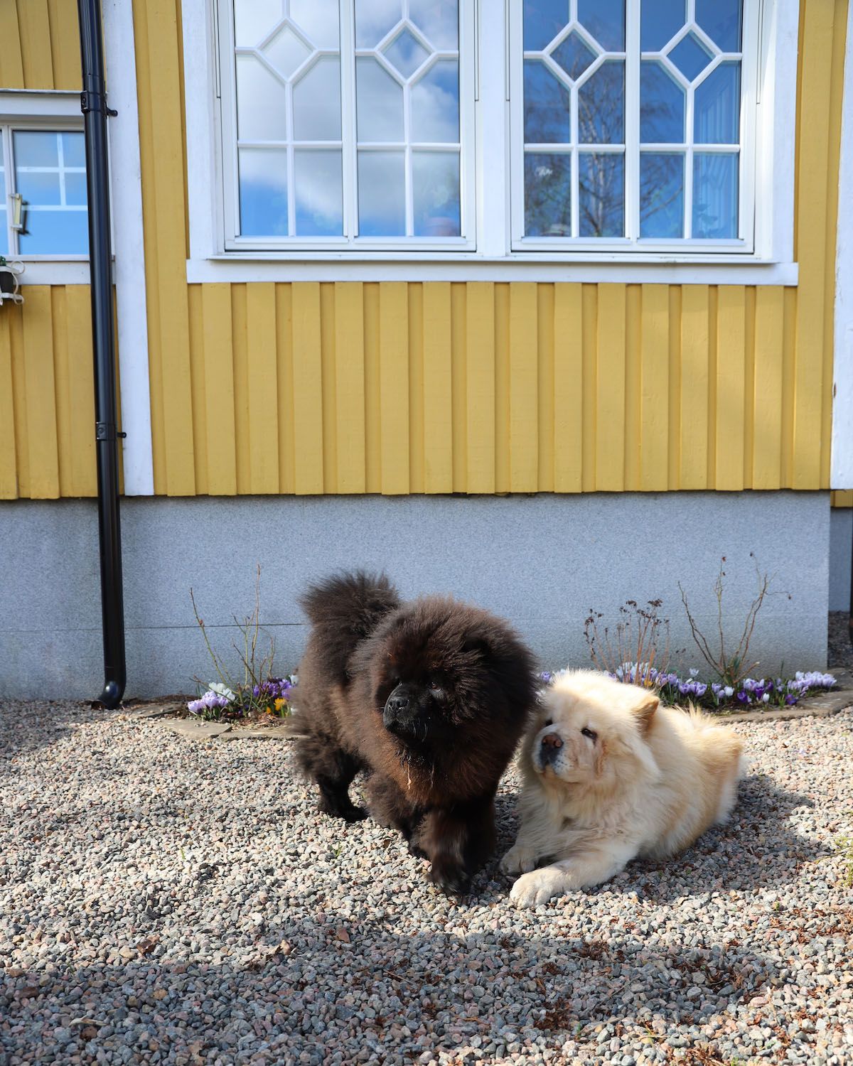 chowchow hundar svart vit som sitter bredvid varandra utanför ett gult hus