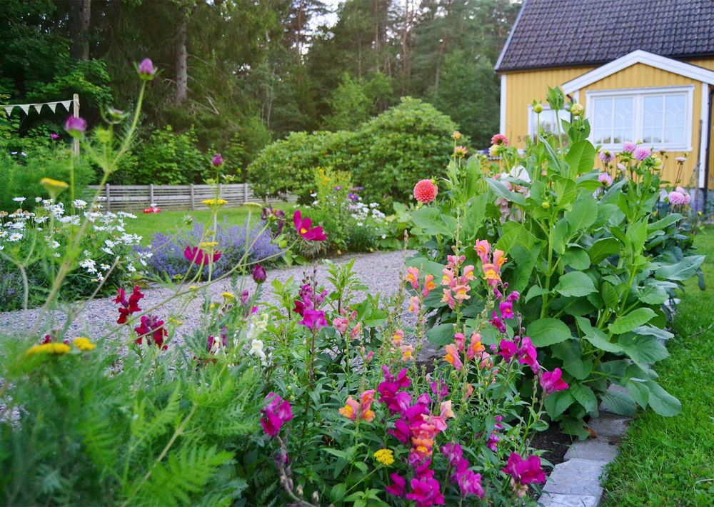 gult hus med stor trädgård fullt med blommor i starka färger.